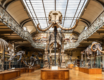 Les secrets enfouis du Muséum d’Histoire naturelle : ADN de mammouth, fossiles oubliés et plantes carnivores